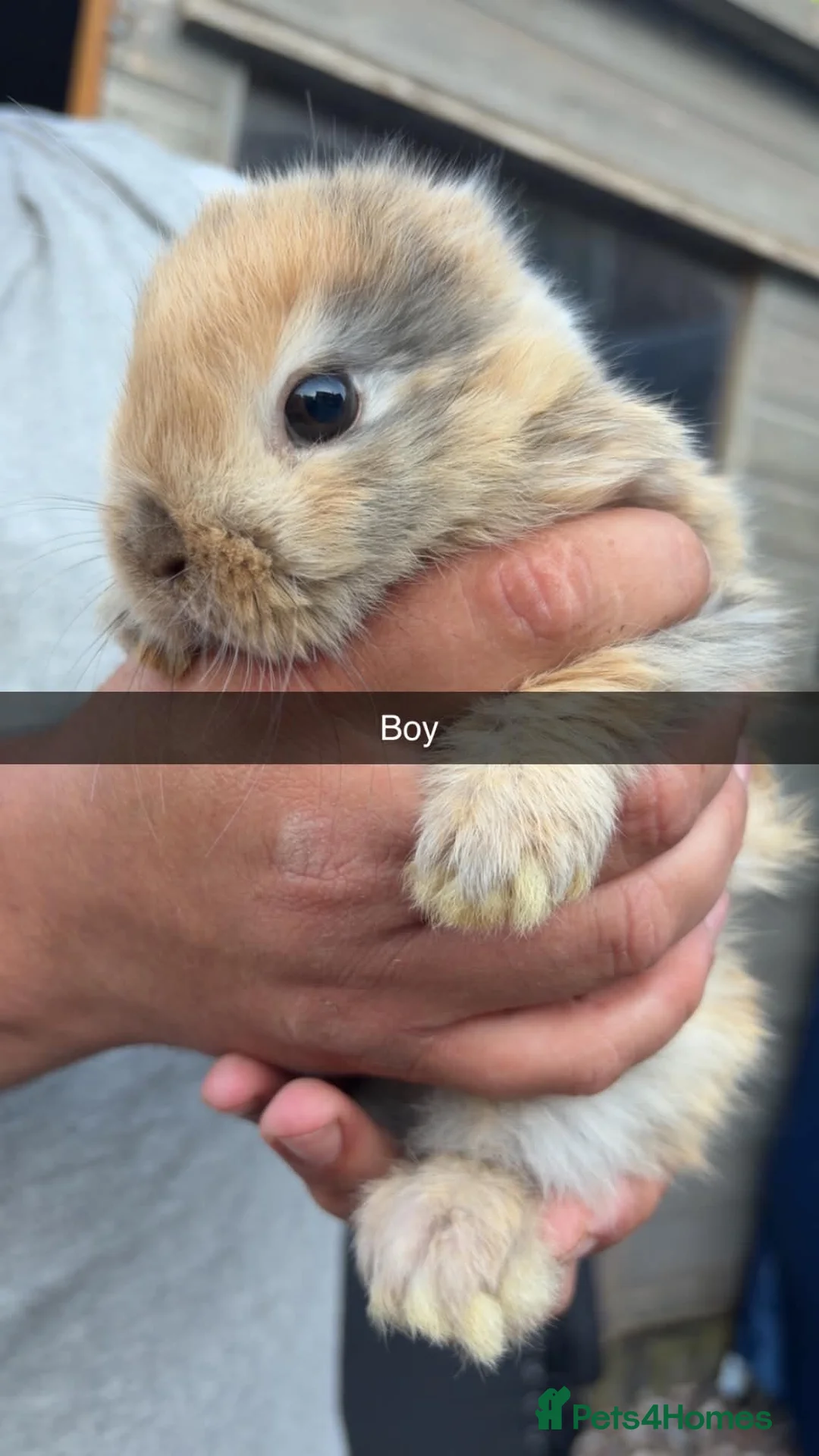 Mini Lop rabbits for sale: Beautiful mini lop babies - Advert 1