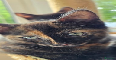 Mixed Breed cats - Advert 6