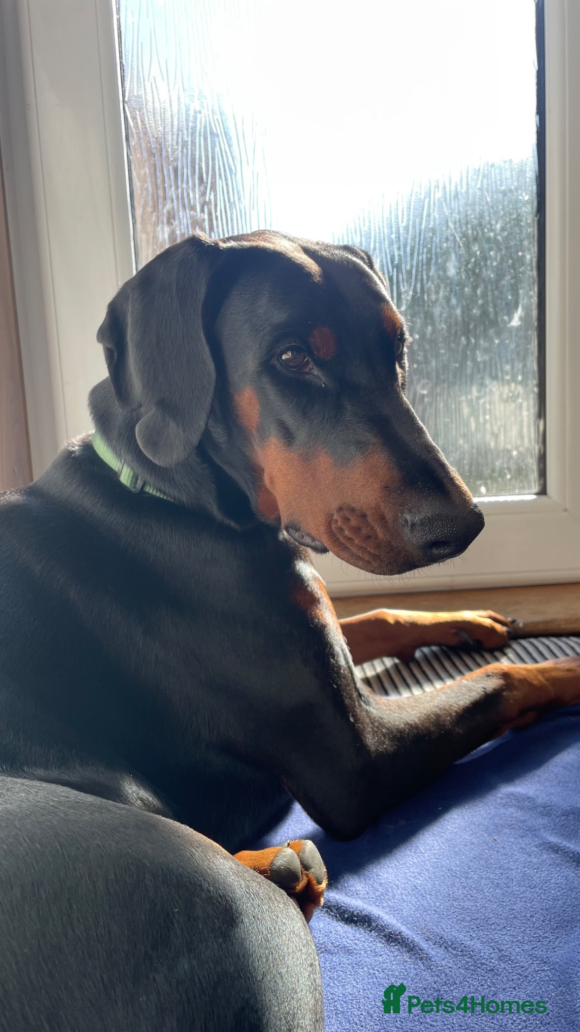 Dobermann dogs Finding the Perfect Forever Home for Arya - Advert 3
