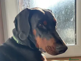 Dobermann dogs Finding the Perfect Forever Home for Arya - Advert 3