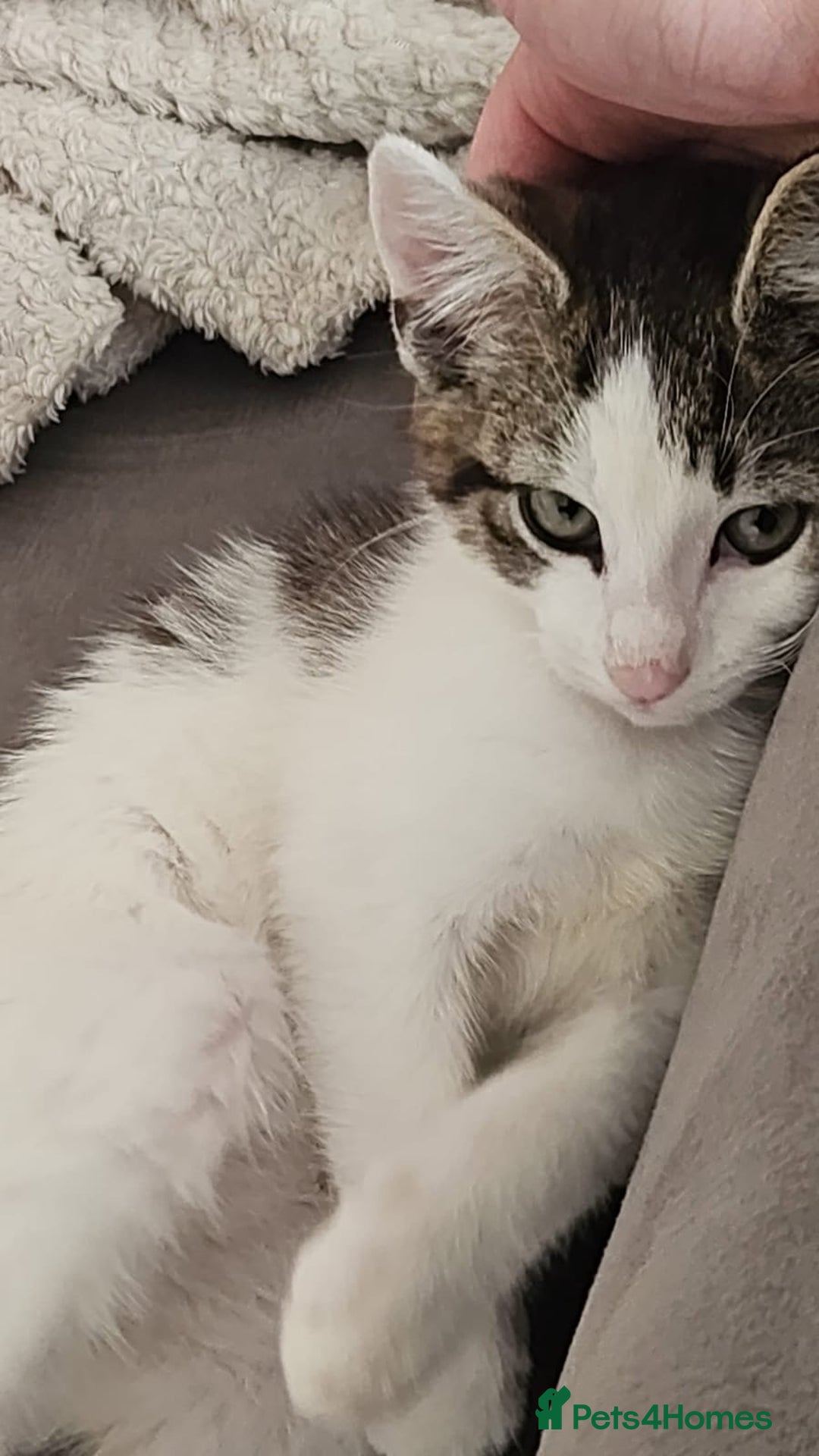 British Shorthair cats for sale: Kitten (oreo) - Advert 7