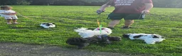 Havanese dogs for sale: Only 2 left!Purebred Havanese,Vaccinated,chipped - Advert 8
