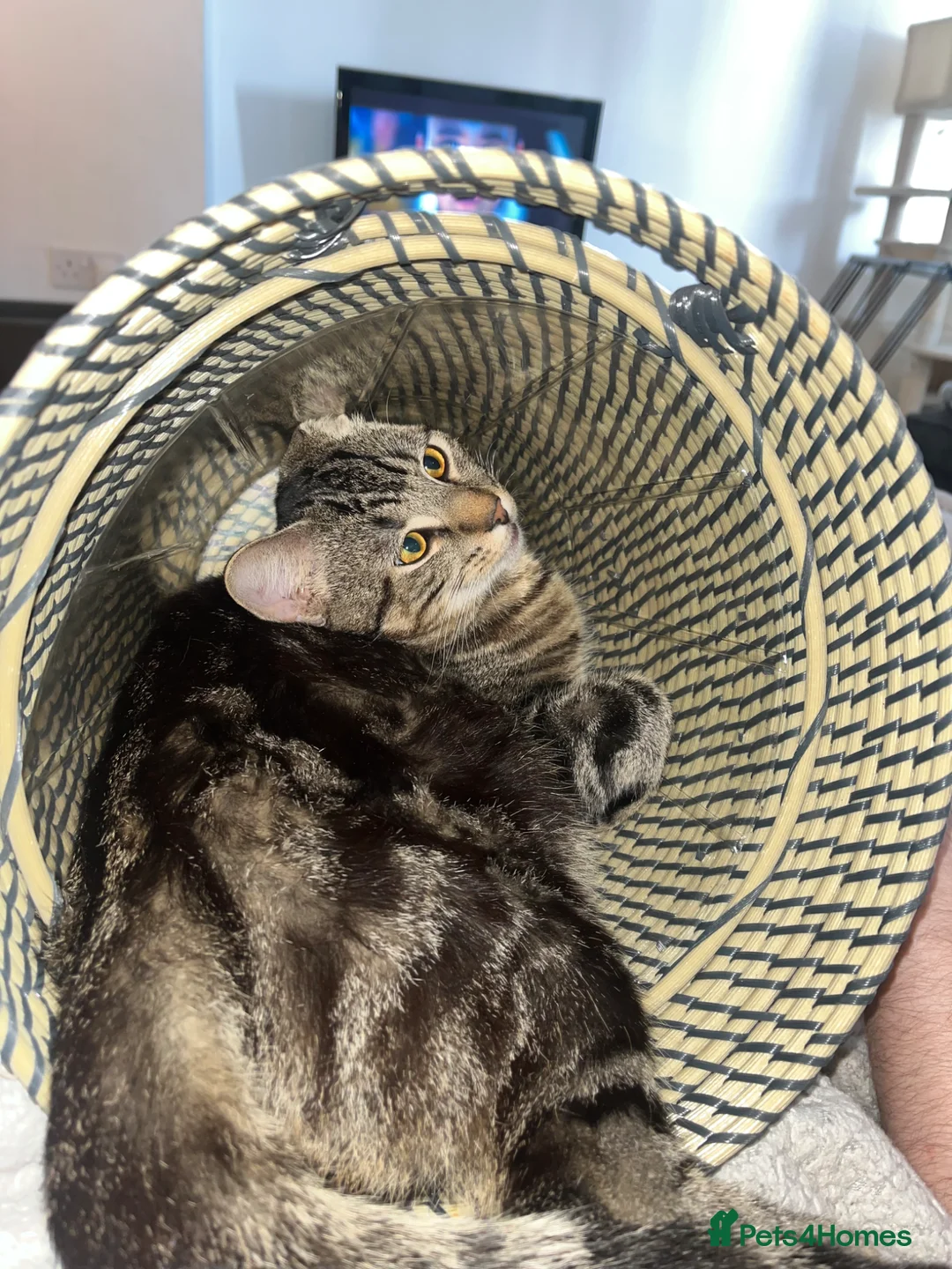 Mixed Breed cats for sale: Cat for sale 🩷🩵 in Newent - Advert 11