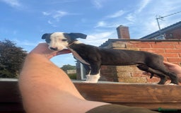Whippet dogs for sale: 3 beautiful whippets  - Image 8