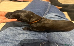 Cavapoo dogs for sale: F1 cavapoo puppies heath tested  - Image 32