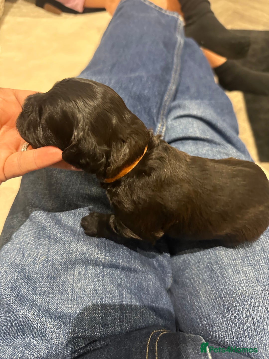 Cavapoo dogs for sale: F1 cavapoo puppies heath tested  - Image 32