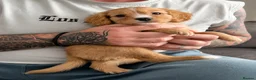 Mixed Breed dogs for sale: 4 gorgeous puppies for sale. - Advert 8