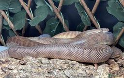 Python Snake reptiles for sale: Male and Female Childrens Pythons - Image 3