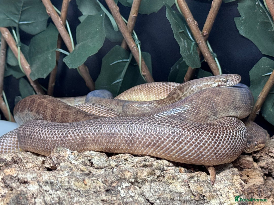 Python Snake reptiles for sale: Male and Female Childrens Pythons - Image 3