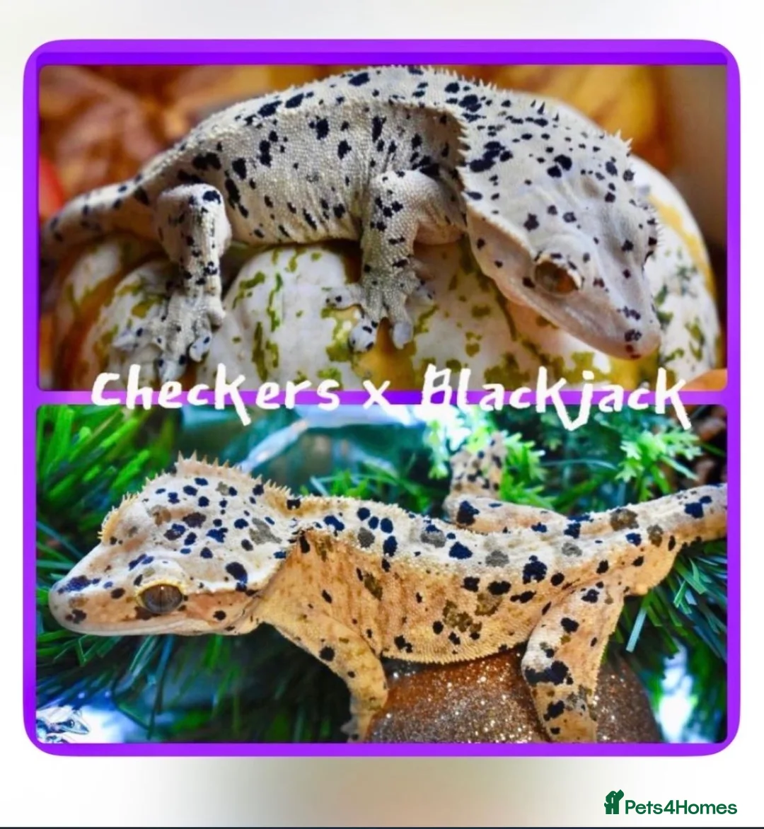 Gecko reptiles for sale: Super Dalmatian Crested Gecko £380 - Advert 4