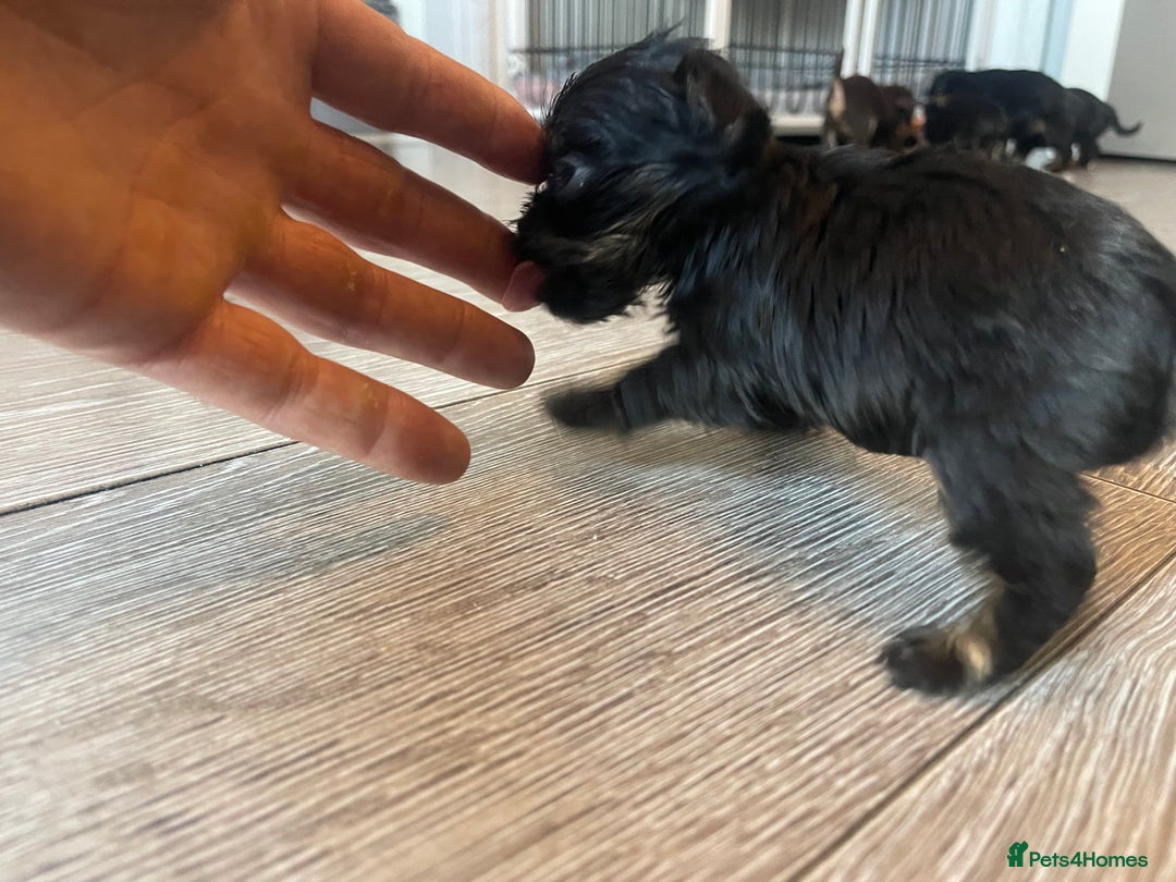 Mixed Breed dogs for sale: Jackapoo/French bulldog  - Advert 17