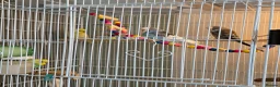 Budgerigars birds for sale: 4 Hand-Tame Budgies, Large Cage & All Accessories - Advert 9