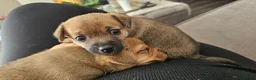 Jack Russell dogs for sale: One girl left  - Advert 7