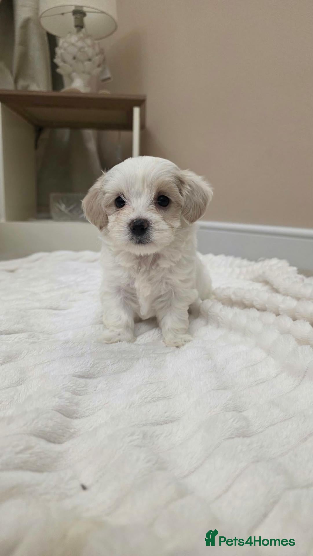 Maltipoo dogs for sale: ONLY 1 LEFT Tiny Maltipoo puppies 🐶  - Advert 7