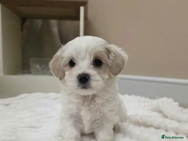 Maltipoo dogs for sale: ONLY 1 LEFT Tiny Maltipoo puppies 🐶 - Advert 7