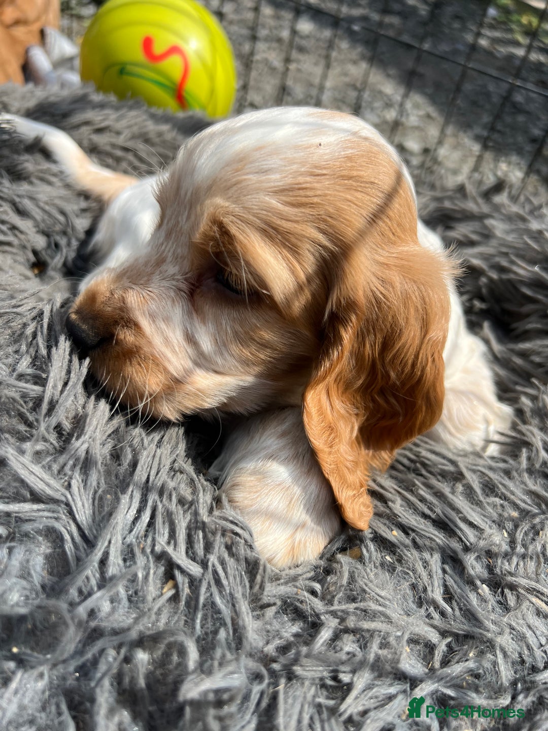 Cocker Spaniel dogs for sale: Show Cocker Puppies - Image 8