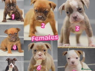 Old Tyme Bulldog dogs 5⭐️RATED COUNCIL APPROVED💥LICENSED 23 YEAR EXPERT - Advert 3