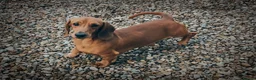 Dachshund dogs for sale: KC registered miniture dachund puppies - Advert 9