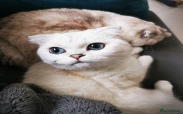 Scottish Fold cats for sale: White Scottish Fold Female looking for loving home - Image 13