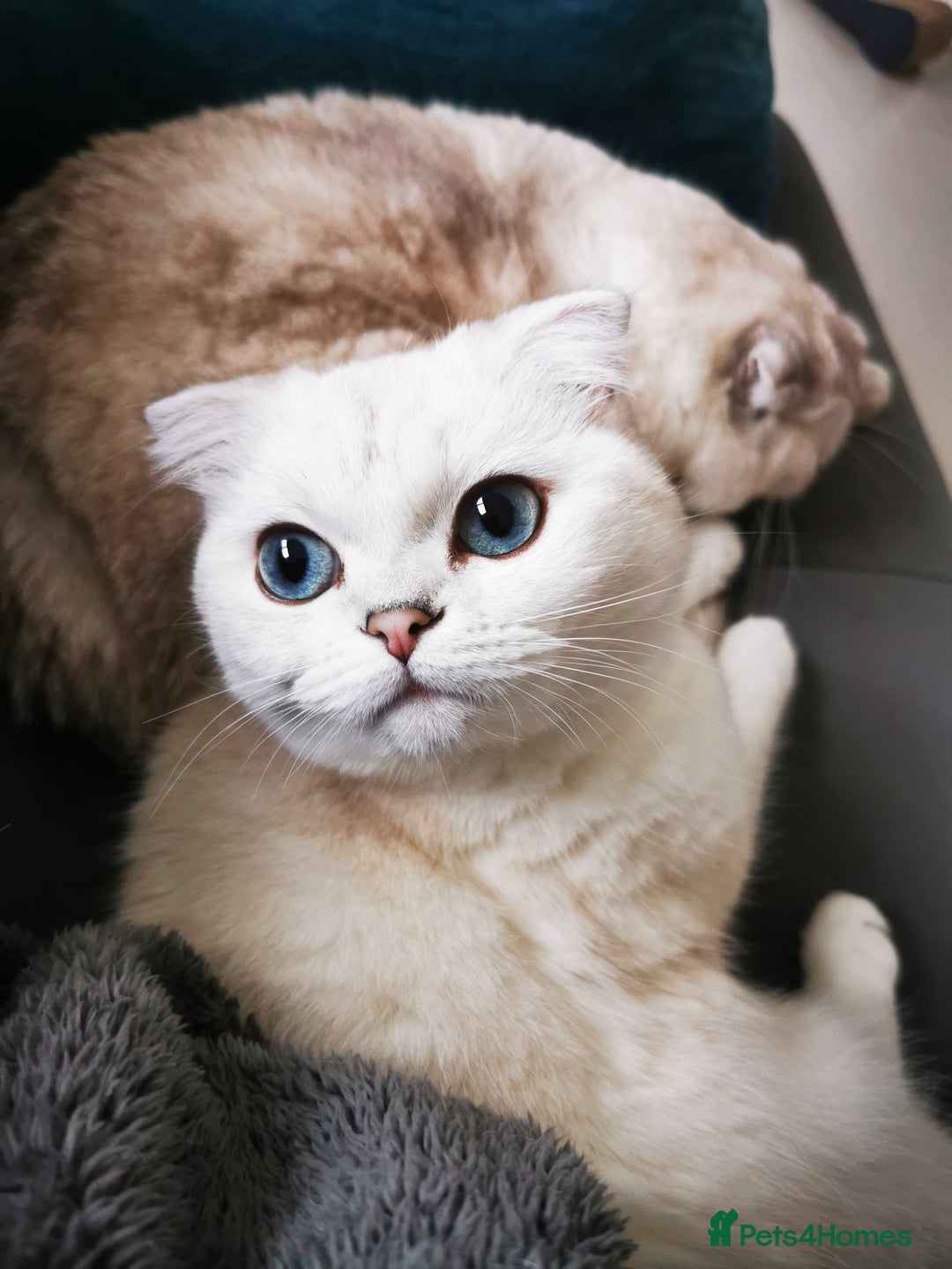 Scottish Fold cats for sale: White Scottish Fold Female looking for loving home - Image 13
