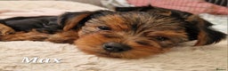 Yorkshire Terrier dogs for sale: Beautiful yorkie puppies - Advert 27
