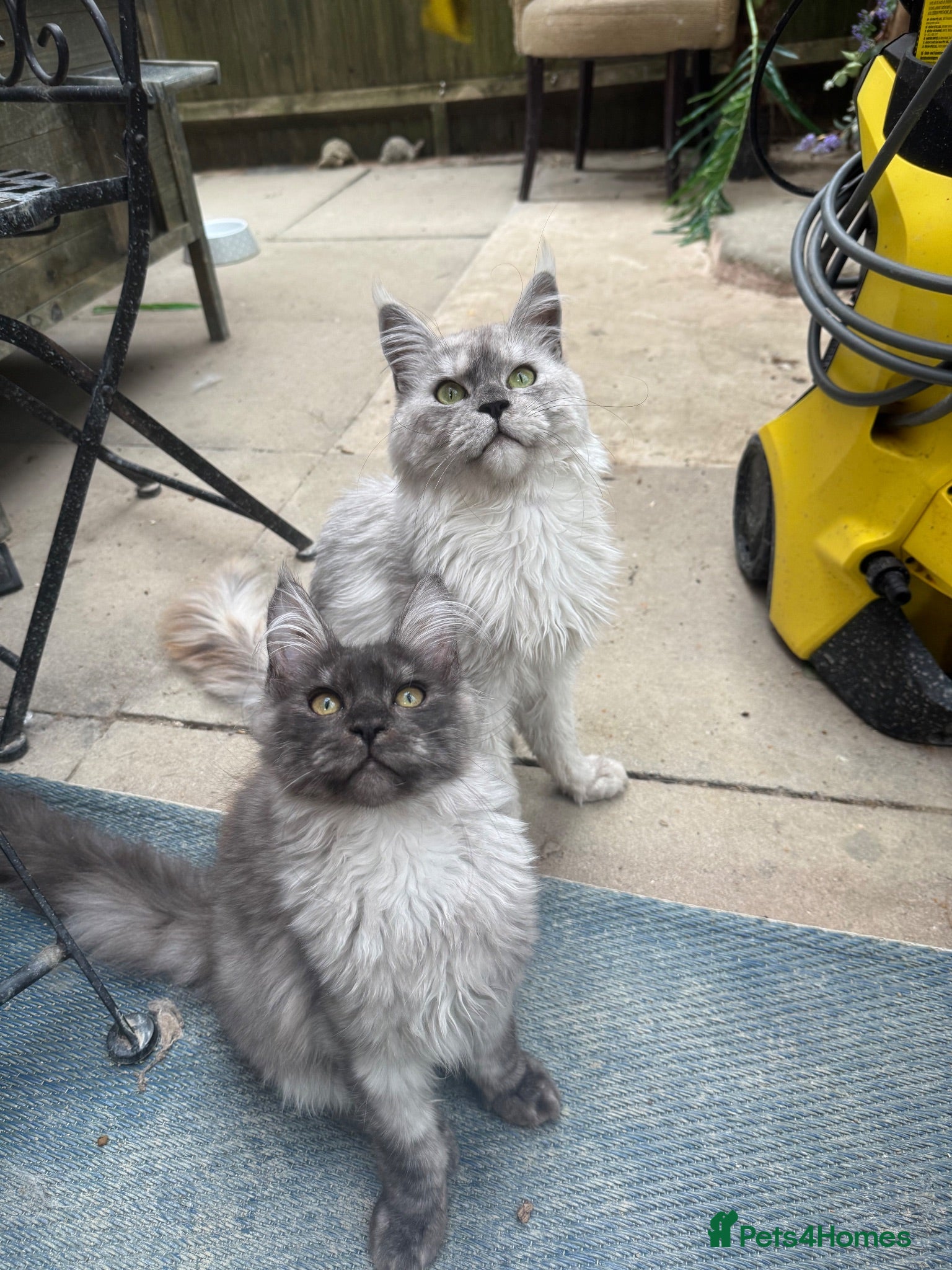 Maine Coon cats Exceptional pedigree MaineCoons - Phantom & Sprite - Advert 2