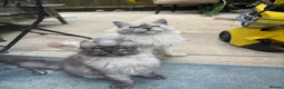 Maine Coon cats for sale: Exceptional pedigree MaineCoons - Phantom & Sprite - Advert 20