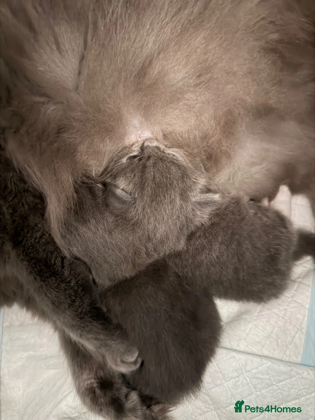 Ragdoll cats for sale: British longhair x ragdoll kittens✨ - Advert 2