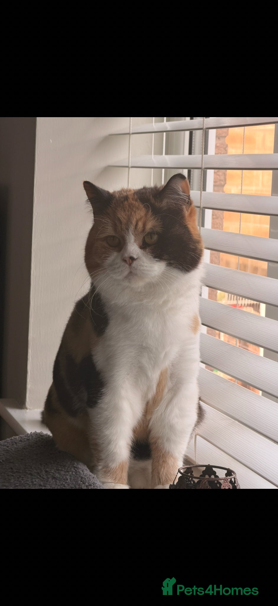 British Shorthair cats 7 year old female  - Advert 1