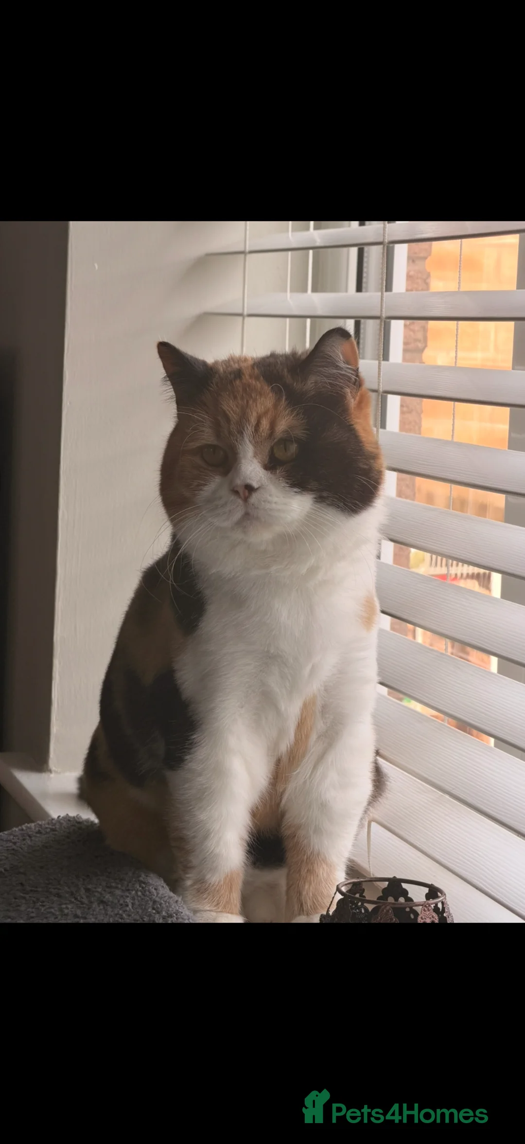 British Shorthair cats for sale: 7 year old female  - Advert 1