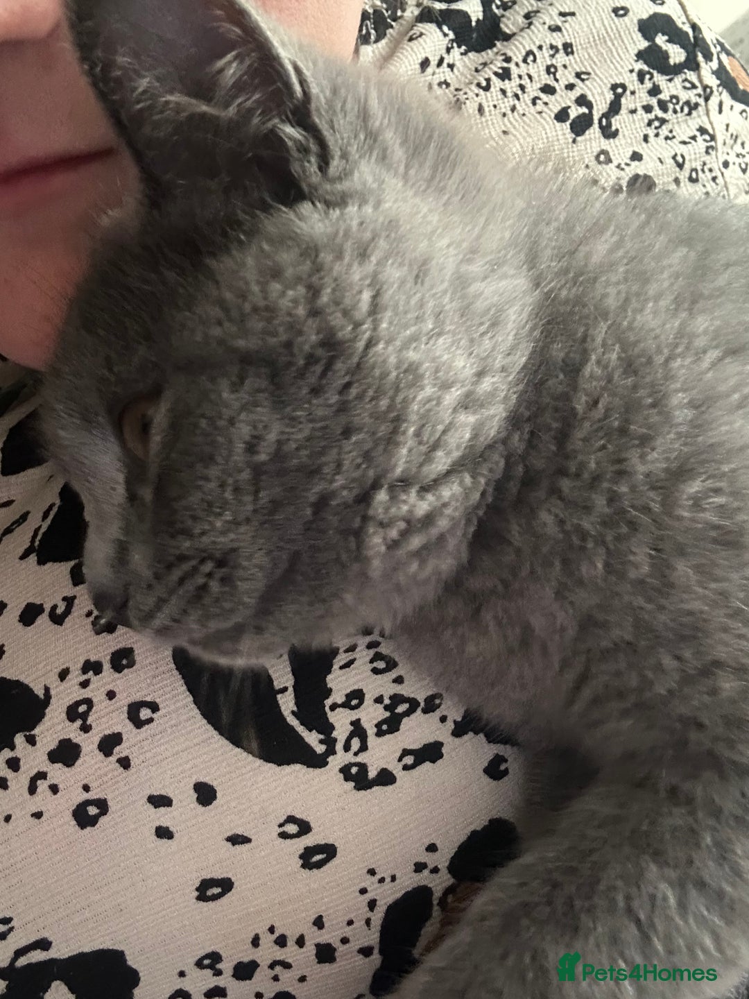 Scottish Fold cats for sale: Scottish straight boy  - Image 11