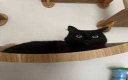 Mixed Breed cats for sale: 2 long haired black females❤️ - Image 5