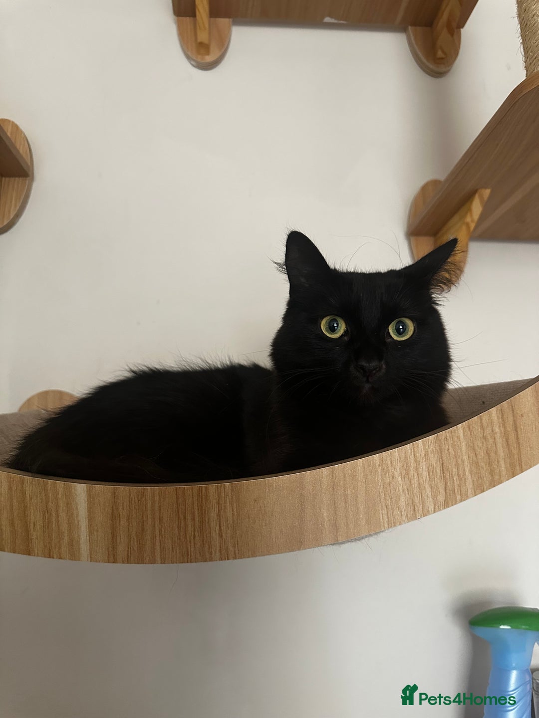 Mixed Breed cats for sale: 2 long haired black females❤️ - Image 5