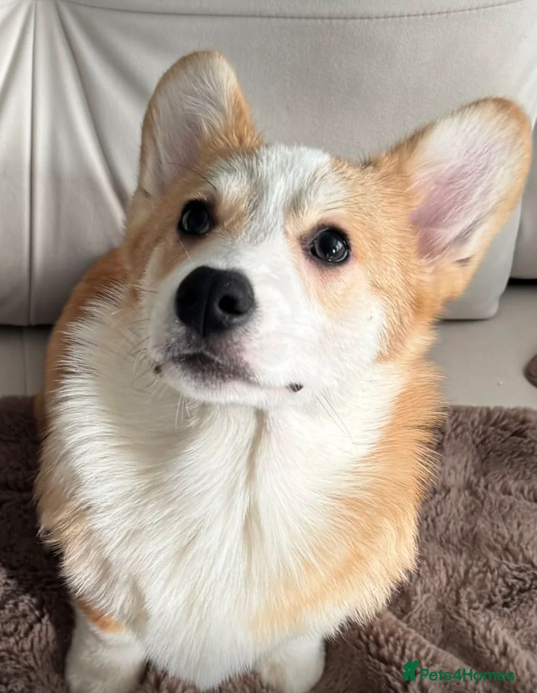 Welsh Corgi Pembroke dogs for sale: Welsh Pembrokeshire Corgi - Advert 1