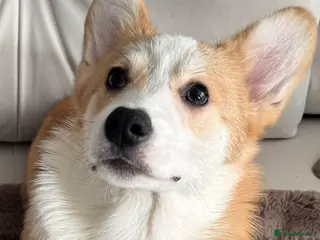 Welsh Corgi Pembroke dogs Welsh Pembrokeshire Corgi - Advert 12