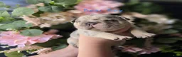 French Bulldog dogs for sale: WAITLIST FOR 5 star KC French bulldog puppies.  - Advert 6