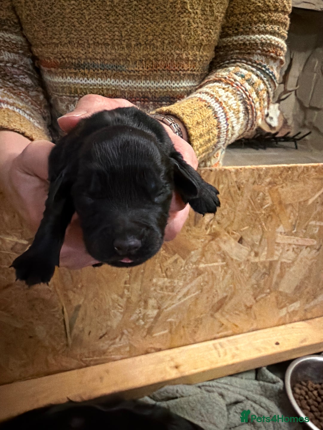 Cocker Spaniel dogs for sale: 6 Working Cocker pups KC registered - Advert 15