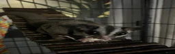Sugar Glider rodents for sale: 2 female sugar gliders  in Chester - Advert 17