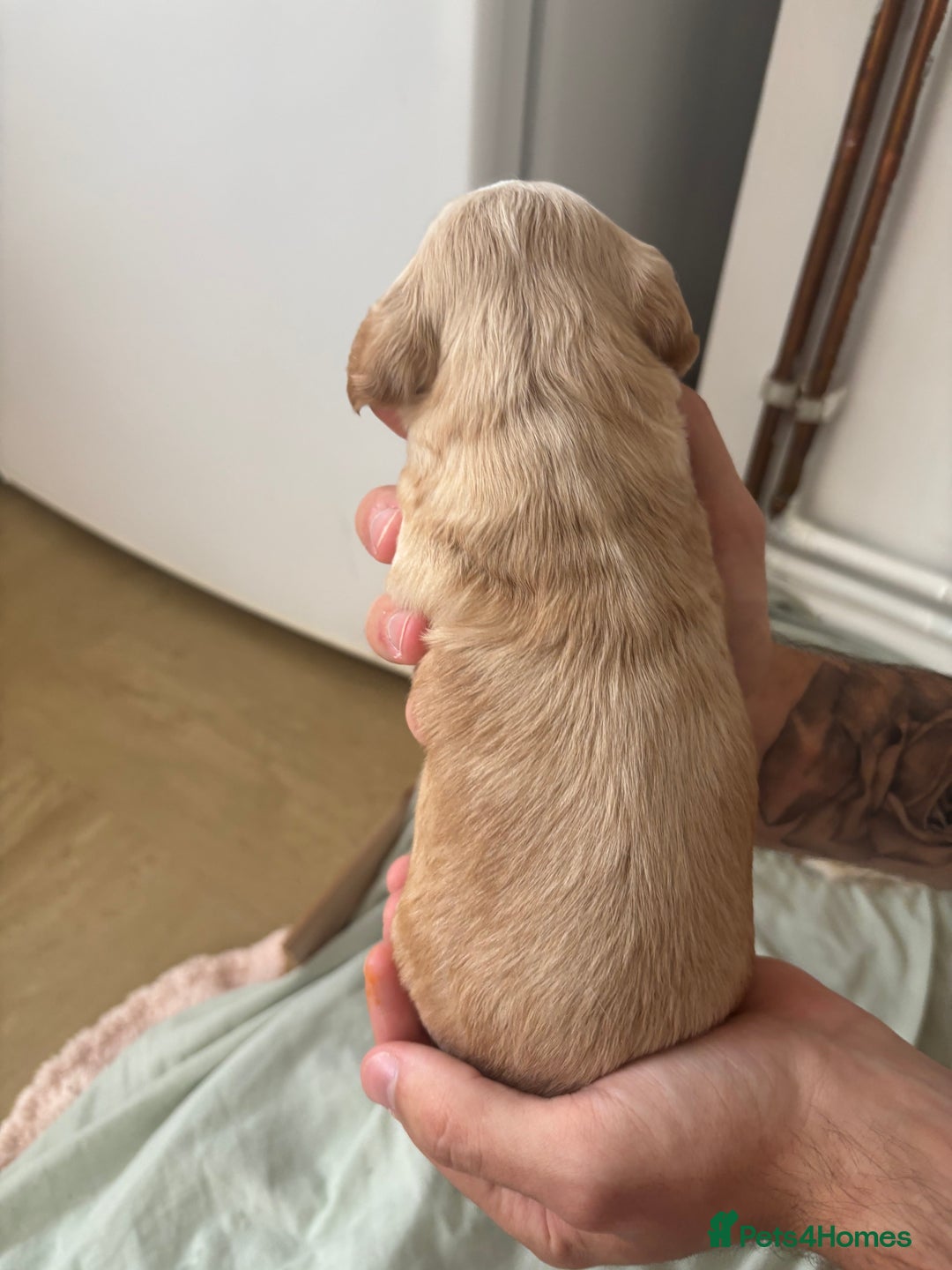 Cocker Spaniel dogs for sale: Cocker spaniel puppies  - Image 4