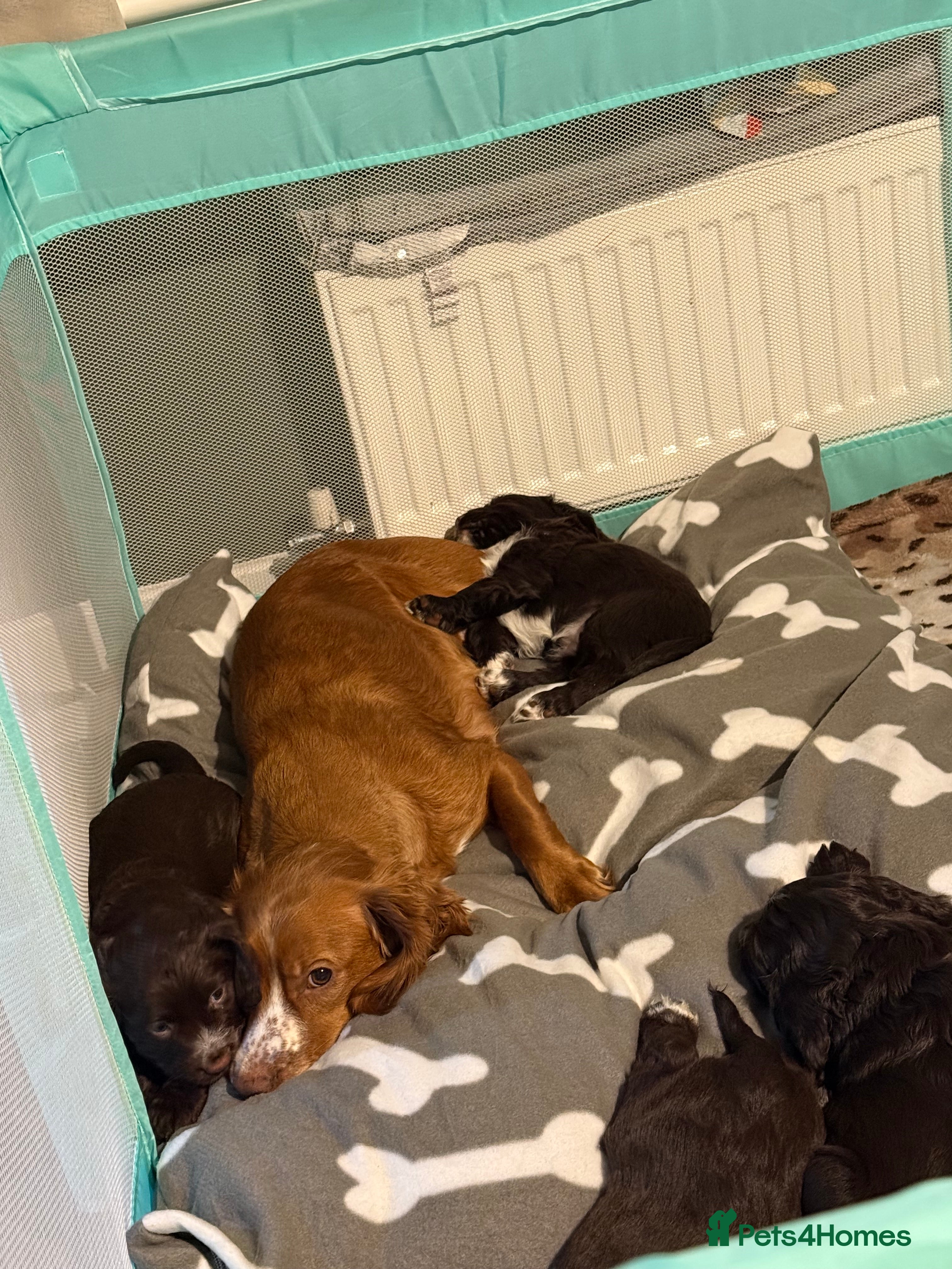 Cocker Spaniel dogs Working cocker spaniel  - Advert 1