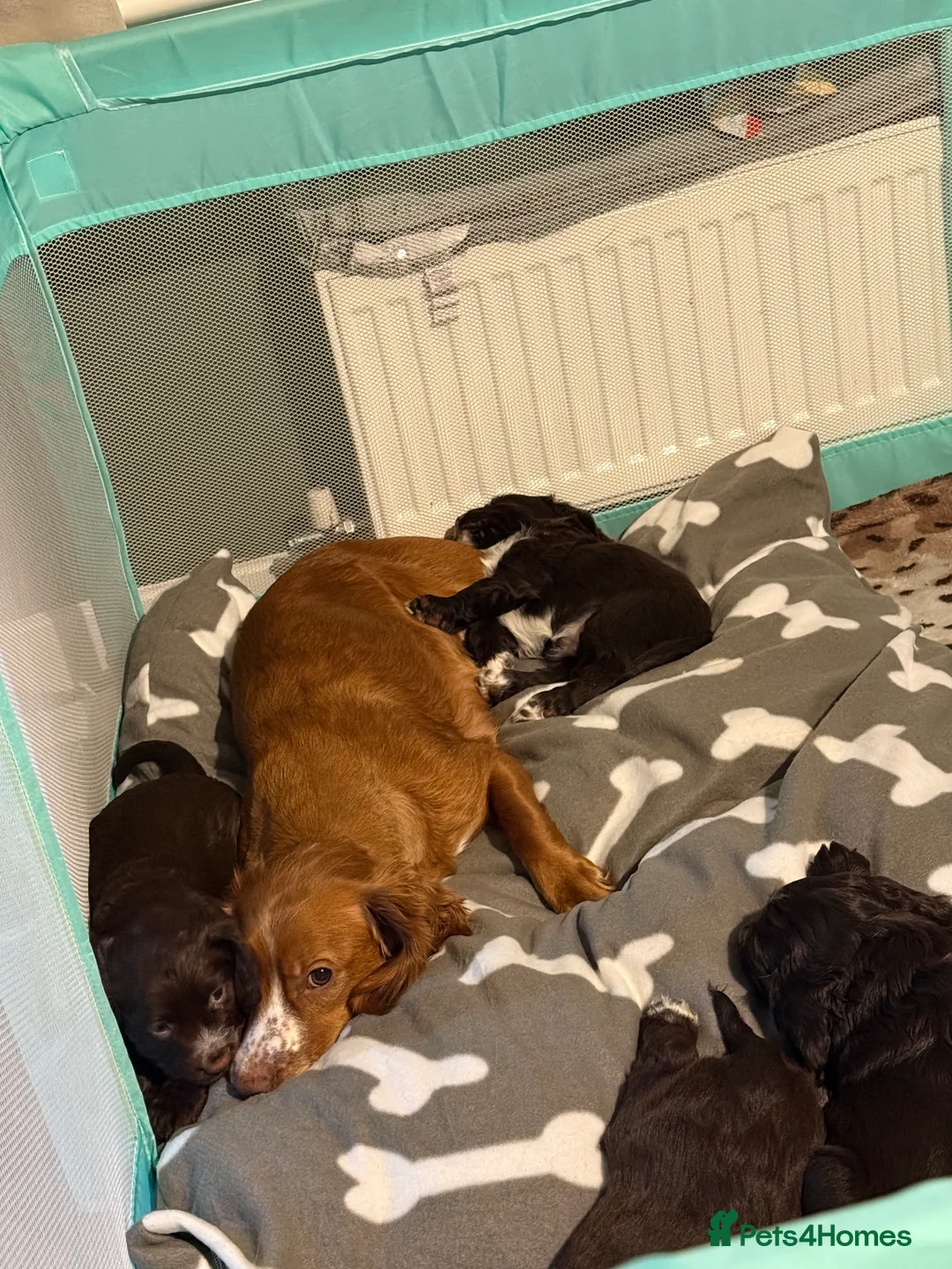 Cocker Spaniel dogs for sale: Working cocker spaniel  - Advert 1