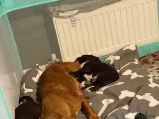 Cocker Spaniel dogs Working cocker spaniel - Advert 1