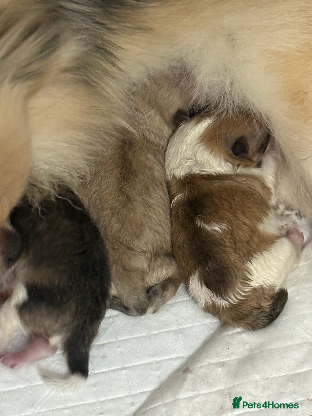 Pomchi dogs for sale: Pomchi F1BB - Image 2