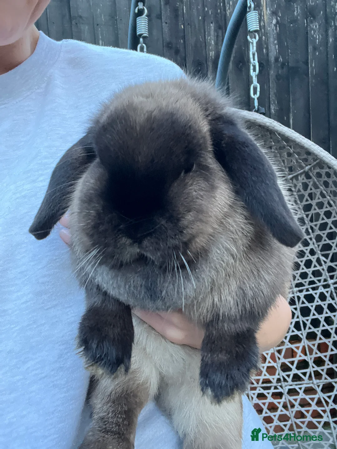 Mini Lop rabbits for sale: Pet home wanted beautiful Siamese sable doe - Advert 1