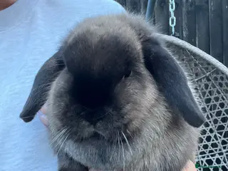 Mini Lop rabbits Pet home wanted beautiful Siamese sable doe - Advert 2