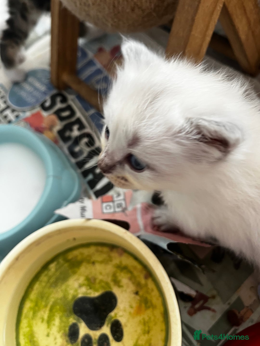 Ragdoll cats for sale: Mink ragdolls - Advert 10