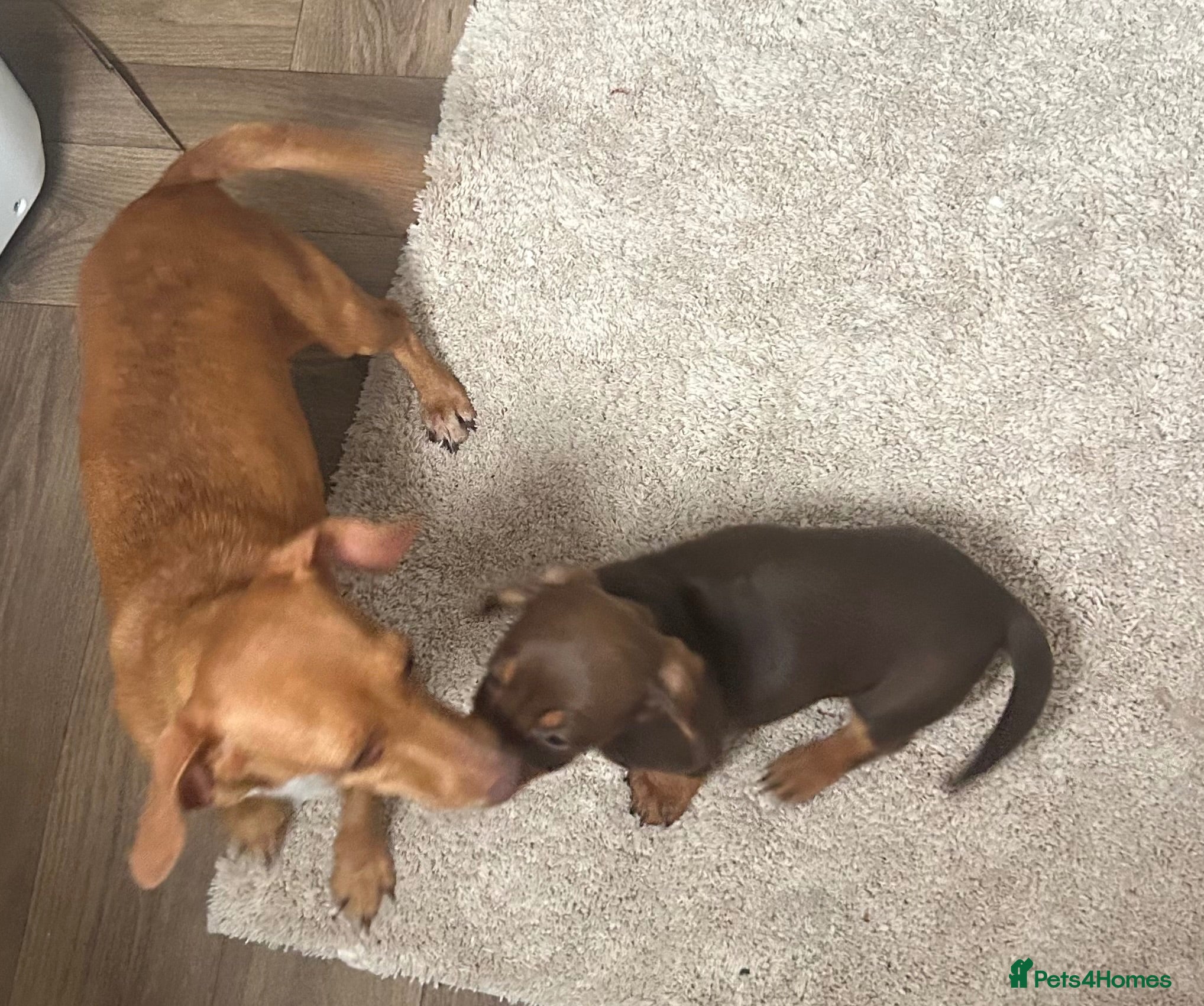Miniature Dachshund dogs Miniature chocolate and tan dachshund - Advert 1