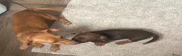 Miniature Dachshund dogs for sale: Miniature chocolate and tan dachshund in Leeds - Advert 1