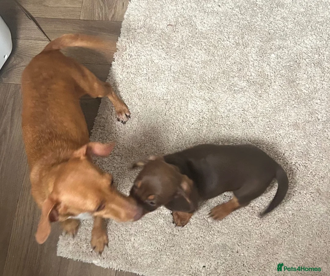 Miniature Dachshund dogs for sale: Miniature chocolate and tan dachshund in Leeds - Advert 1