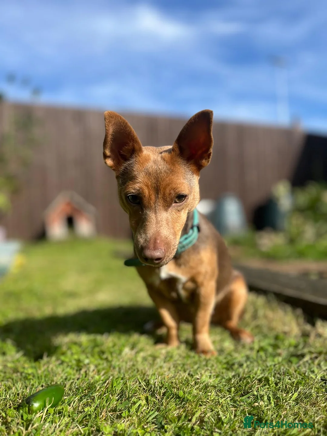 Jack Russell dogs for sale: Mini Jack Russell (f) 18 months old  - Advert 1